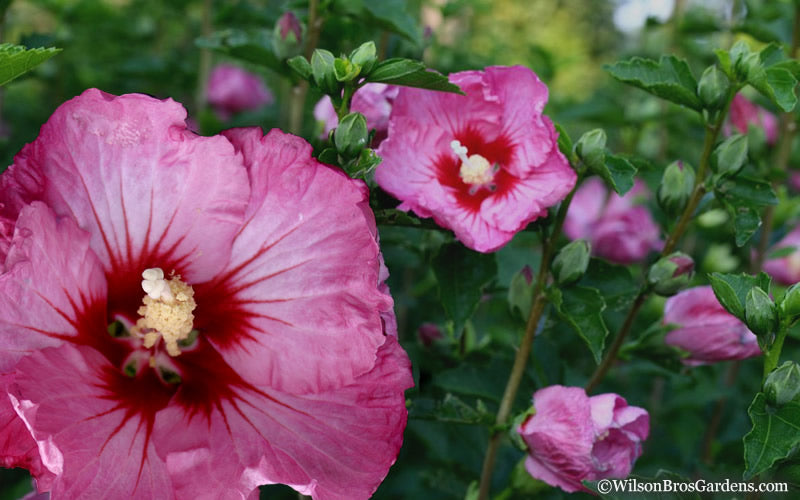  Ruffled Satin Rose Of Sharon (Hibsicus Syriacus) - 2 Gallon Pot