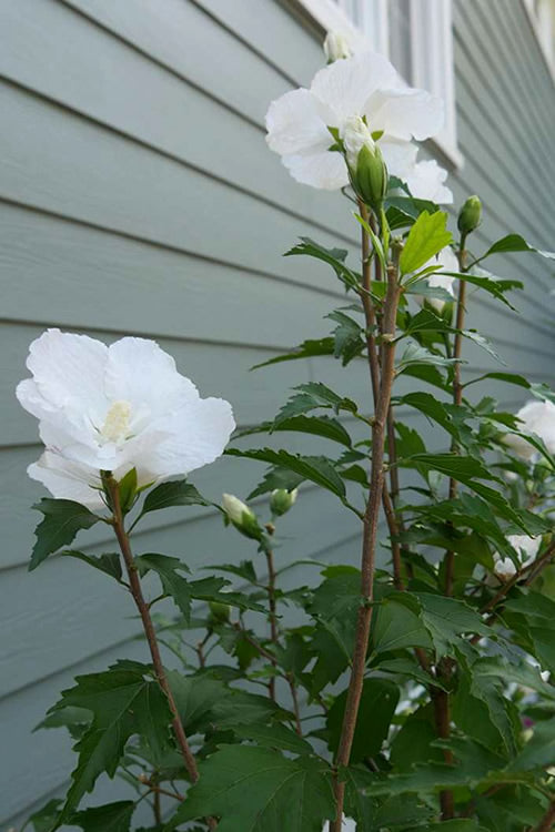  White Pillar Rose Of Sharon - 5 Gallon Pot