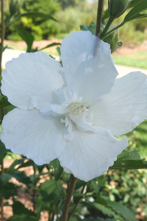  White Pillar Rose Of Sharon - 2 Gallon Pot