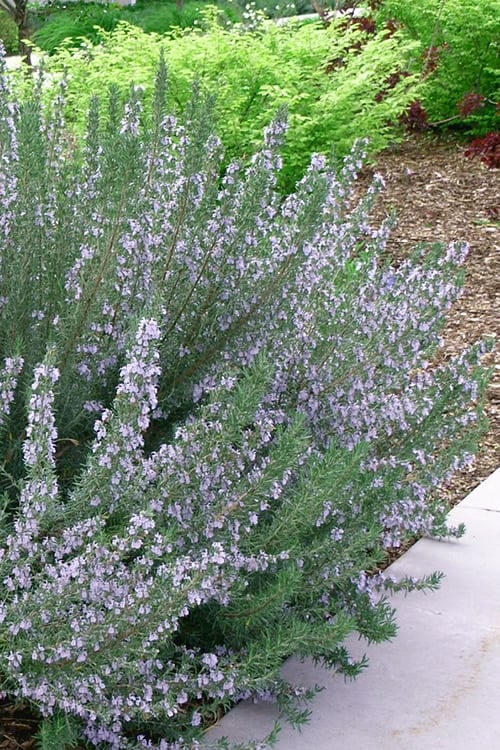  Arp Rosemary - 1 Gallon Pot