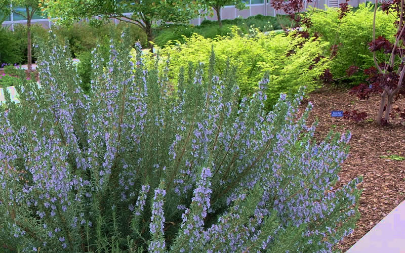  Arp Rosemary - 1 Gallon Pot