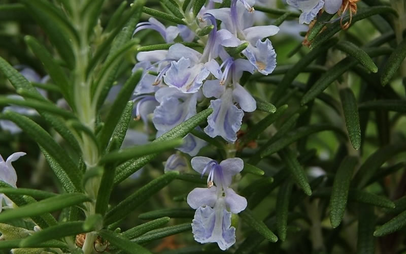  Arp Rosemary - 1 Gallon Pot