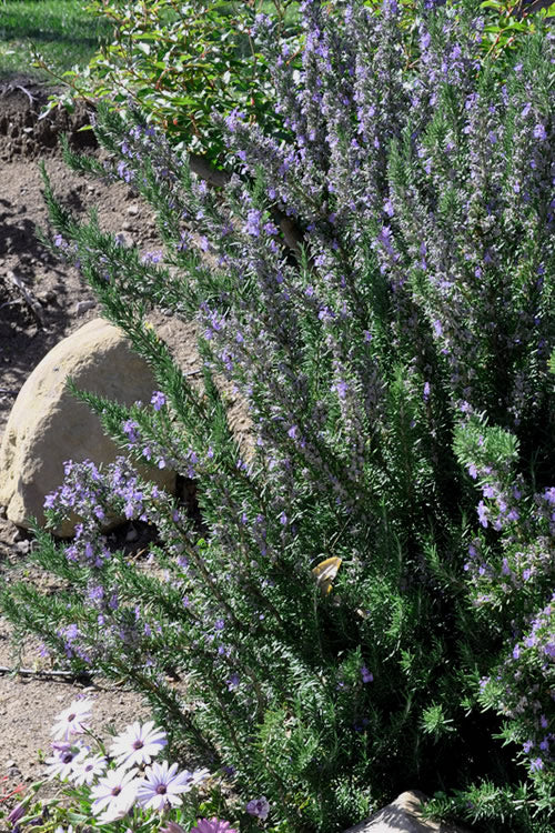  Barbeque Rosemary Plant - 3 Gallon Pot