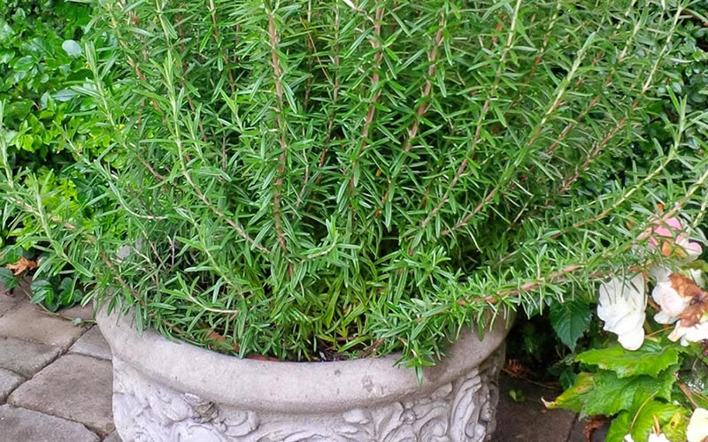  Barbeque Rosemary Plant - 3 Gallon Pot