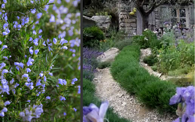  Chef's Choice Rosemary - Quart Pot