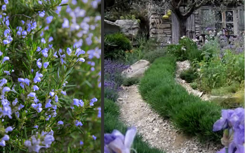  Chef's Choice Rosemary - Quart Pot