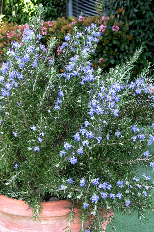  Chef's Choice Rosemary - Quart Pot