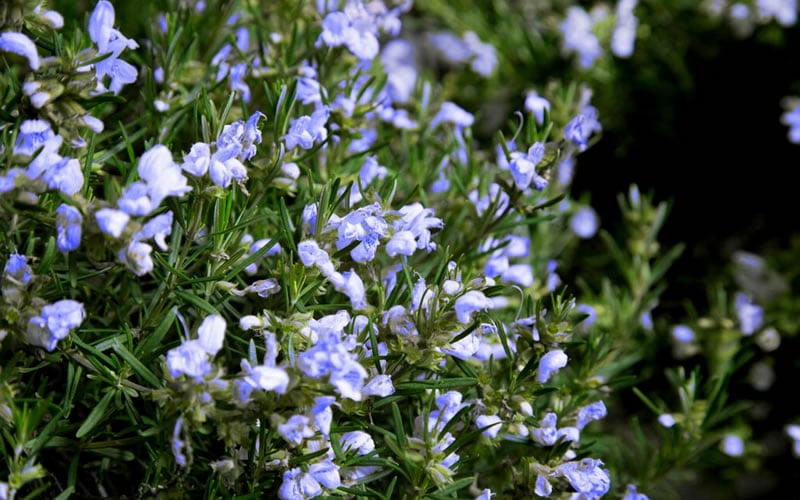  Chef's Choice Rosemary - Quart Pot