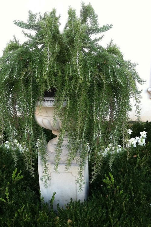  Foxtail Rosemary Plant - 1 Gallon Pot