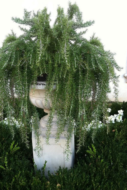  Foxtail Rosemary Plant - 5 Pack Of Quart Pots