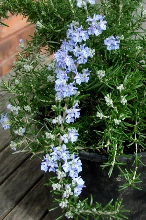  Foxtail Rosemary Plant - 1 Gallon Pot