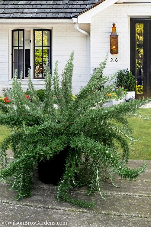  Foxtail Rosemary Plant - 1 Gallon Pot