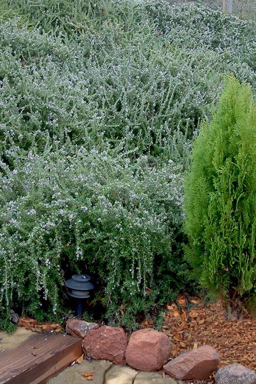  Prostrate Creeping Rosemary - 6 Pack Of Pint Pots