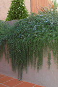  Prostrate Creeping Rosemary - 6 Pack Of Pint Pots