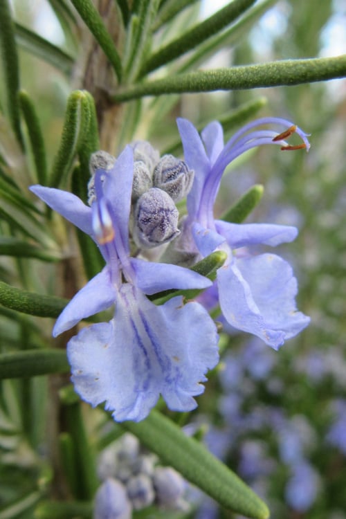  Prostrate Creeping Rosemary - 6 Pack Of Pint Pots
