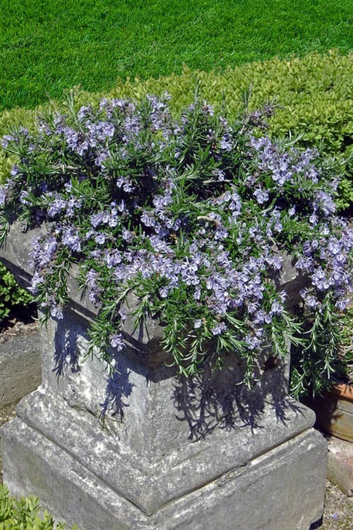  Prostrate Creeping Rosemary - 6 Pack Of Pint Pots