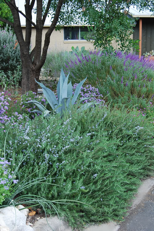  Prostrate Creeping Rosemary - 6 Pack Of Pint Pots