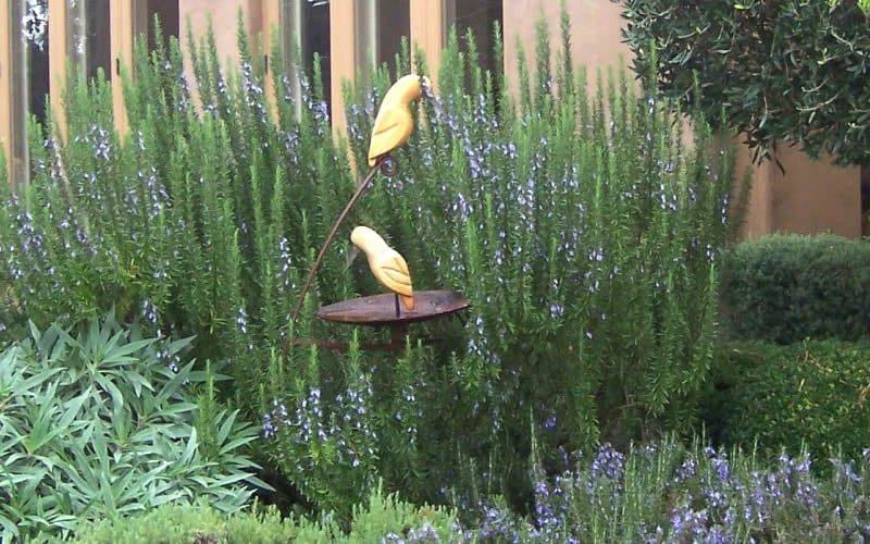  Tuscan Blue Rosemary - 5 Pack Of Quart Pots