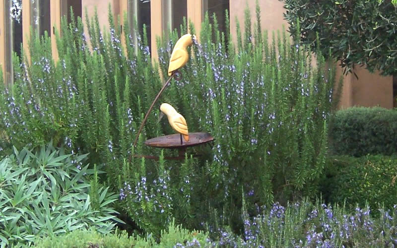  Tuscan Blue Rosemary - 1 Gallon Pot