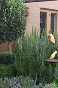  Tuscan Blue Rosemary - 5 Pack Of Quart Pots