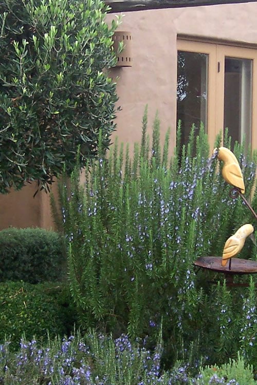  Tuscan Blue Rosemary - 5 Pack Of Quart Pots