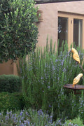  Tuscan Blue Rosemary - 1 Gallon Pot