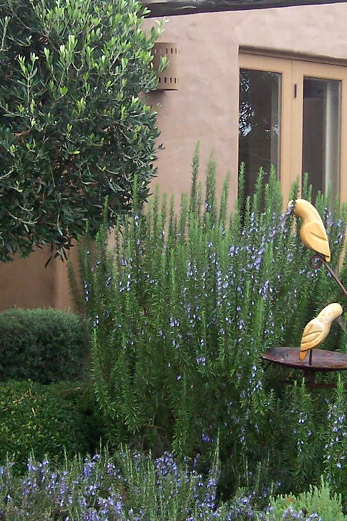  Tuscan Blue Rosemary - 6 Pack Of Pint Pots