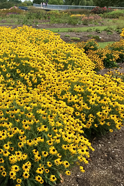  American Gold Rush Rudbeckia (Black-Eyed Susan) - 6 Pack Of 1 Gallon Pots