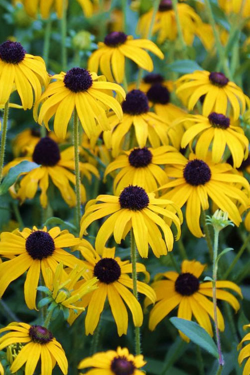 American Gold Rush Rudbeckia (Black-Eyed Susan) - 6 Pack Of 1 Gallon Pots