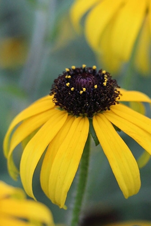  American Gold Rush Rudbeckia (Black-Eyed Susan) - 6 Pack Of 1 Gallon Pots