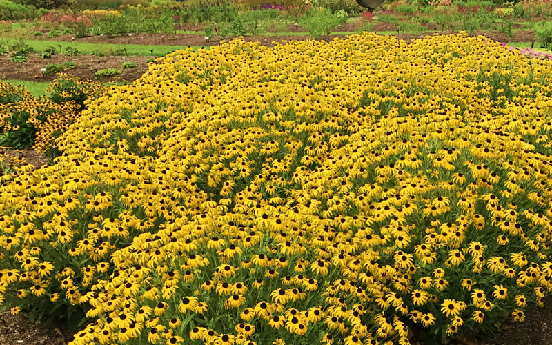  American Gold Rush Rudbeckia (Black-Eyed Susan) - 6 Pack Of 1 Gallon Pots
