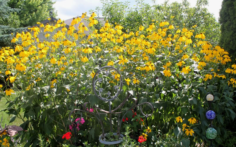  Rudbeckia 'Herbstsonne' (Autumn Sun Coneflower) - 1 Gallon Pot
