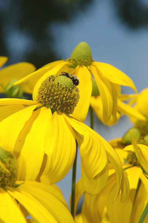  Rudbeckia 'Herbstsonne' (Autumn Sun Coneflower) - 1 Gallon Pot