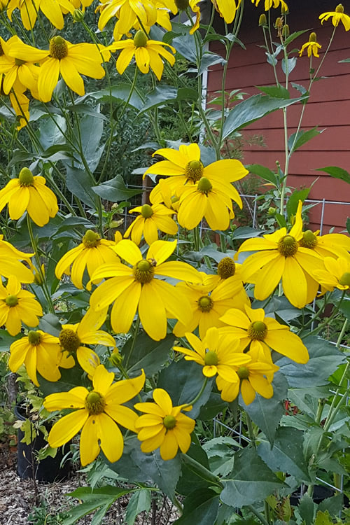  Rudbeckia 'Herbstsonne' (Autumn Sun Coneflower) - 1 Gallon Pot