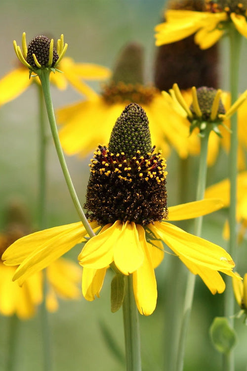  Great Coneflower (Rudbeckia Maxima ) - 1 Gallon Pot