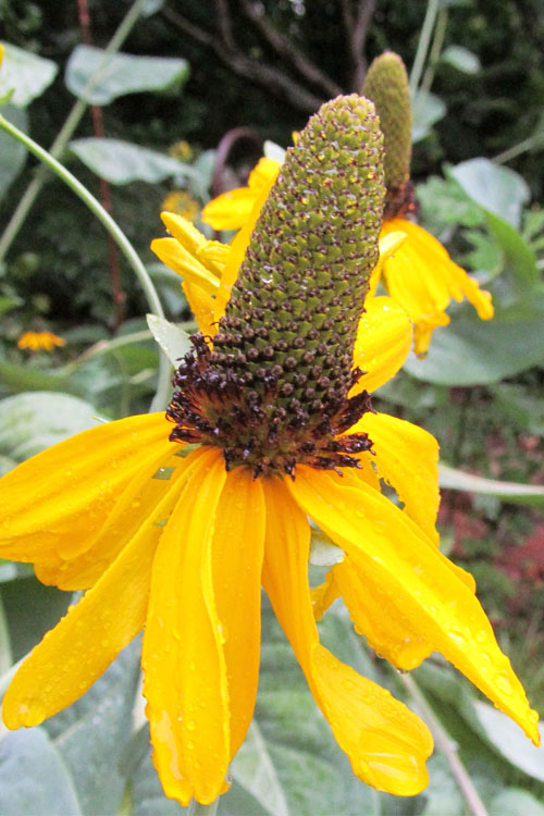  Great Coneflower (Rudbeckia Maxima ) - 1 Gallon Pot