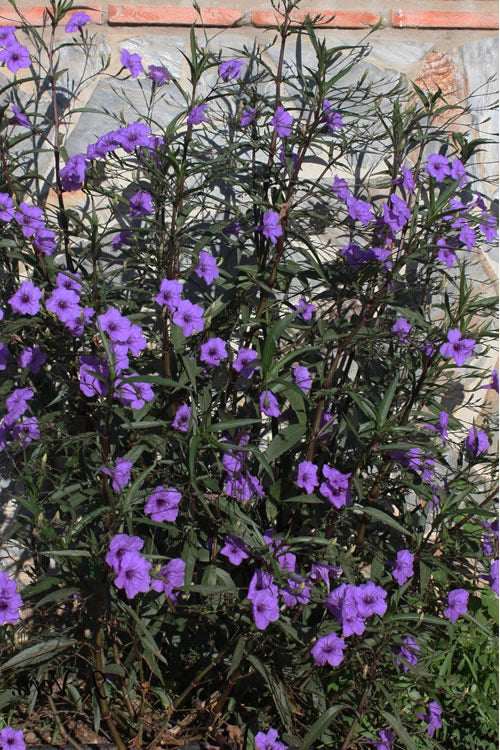  Purple Showers Mexican Petunia - Ruellia - 1 Gallon Pot