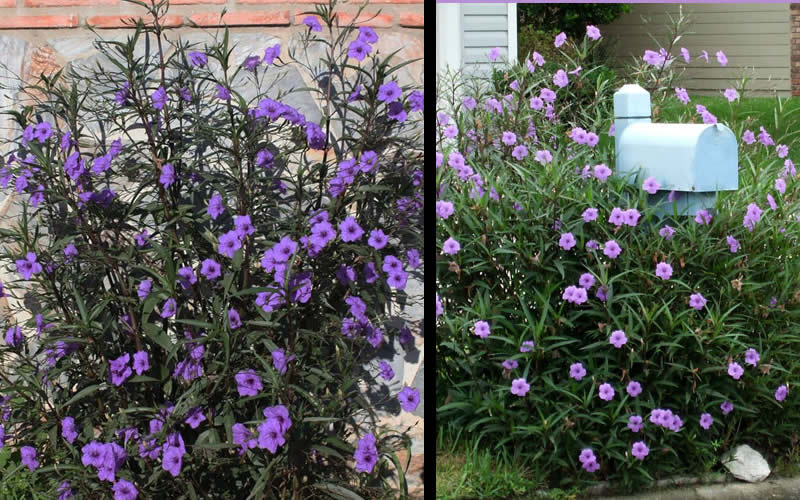  Purple Showers Mexican Petunia - Ruellia - 1 Gallon Pot