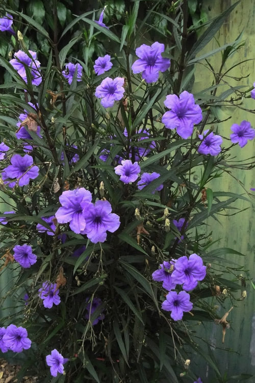  Purple Showers Mexican Petunia - Ruellia - 1 Gallon Pot