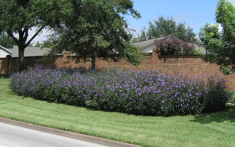  Purple Showers Mexican Petunia (Ruellia) - 5 Pack Of Quart Pots