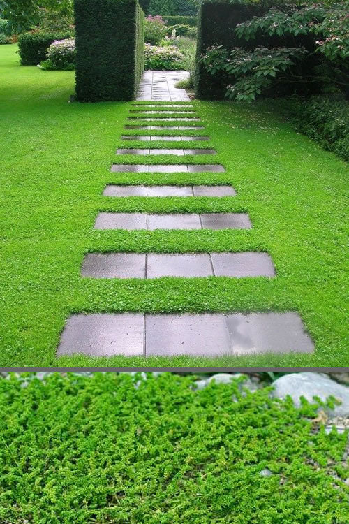  Dwarf Rupturewort Green Carpet - Herniaria Glabra - 5 Pack Of Pint Pots