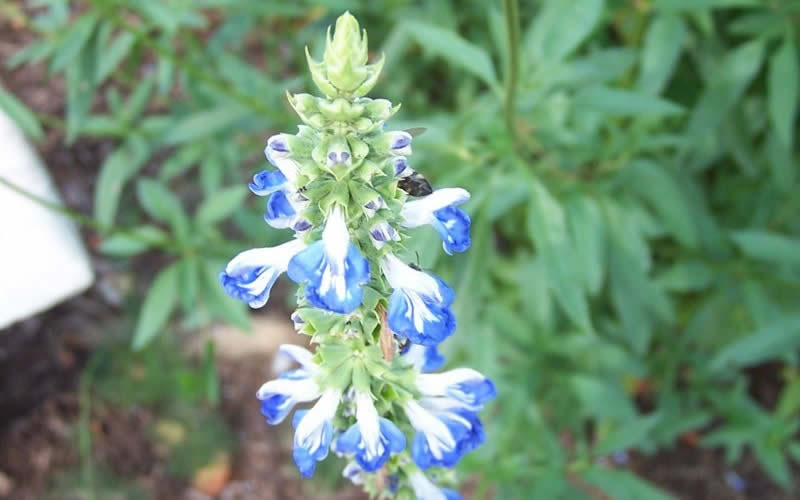  Bog Sage - Salvia Uliginosa - 3 Pack Of Quart Pots