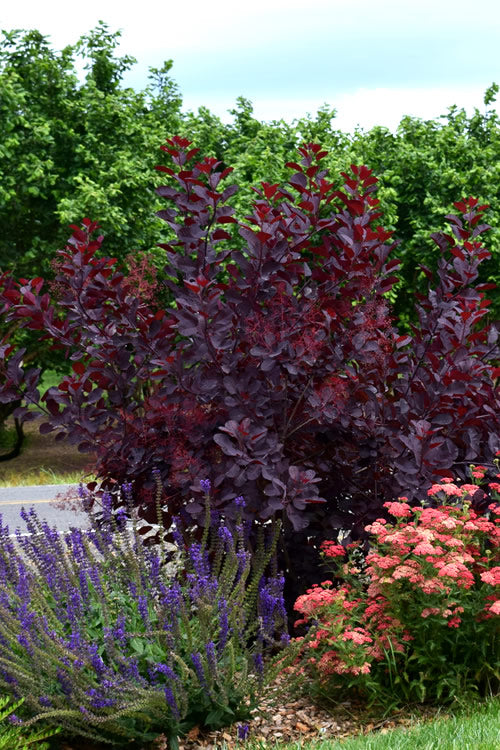  Royal Purple Smoke Tree (Smokebush) - Cotinus Coggygria - 3 Gallon Pot