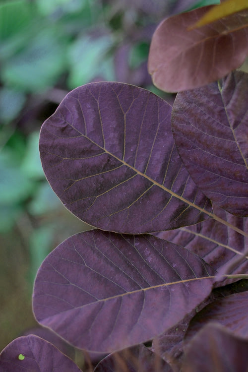 Royal Purple Smoke Tree (Smokebush) - Cotinus Coggygria - 1 Gallon Pot