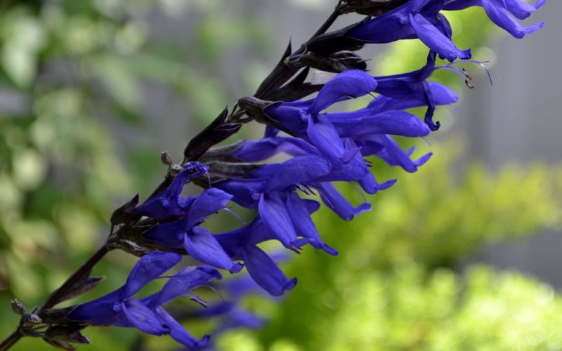  Black And Blue Salvia (Blue Anise Sage) - Salvia Guaranitica - 6 Pack Of 1 Gallon Pots