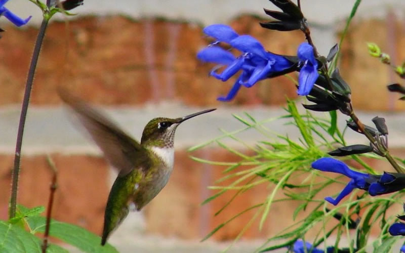  Black And Blue Salvia (Blue Anise Sage) - Salvia Guaranitica - 6 Pack Of 1 Gallon Pots