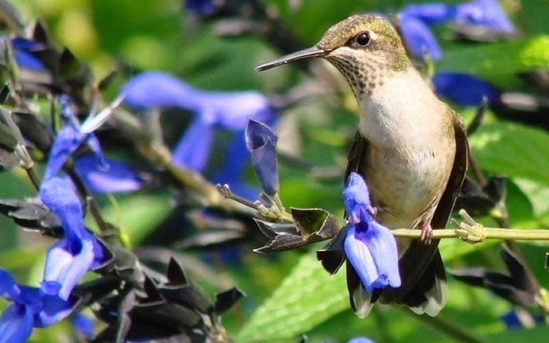  Black And Blue Salvia (Blue Anise Sage) - Salvia Guaranitica - 6 Pack Of 1 Gallon Pots