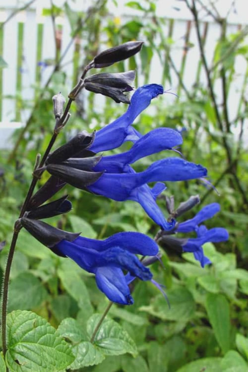  Black And Blue Salvia (Blue Anise Sage) - Salvia Guaranitica - 6 Pack Of 1 Gallon Pots