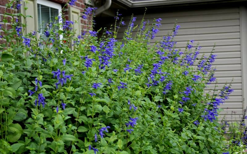  Black And Blue Salvia (Blue Anise Sage) - Salvia Guaranitica - 6 Pack Of 1 Gallon Pots