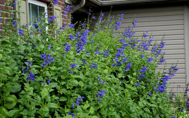  Black And Blue Salvia (Blue Anise Sage) - Salvia Guaranitica - 6 Pack Of 1 Gallon Pots
